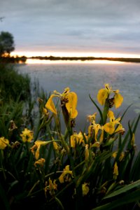 Wild Yellow Iris III