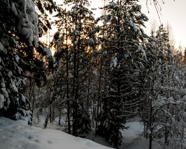 Sunset behind a forest.