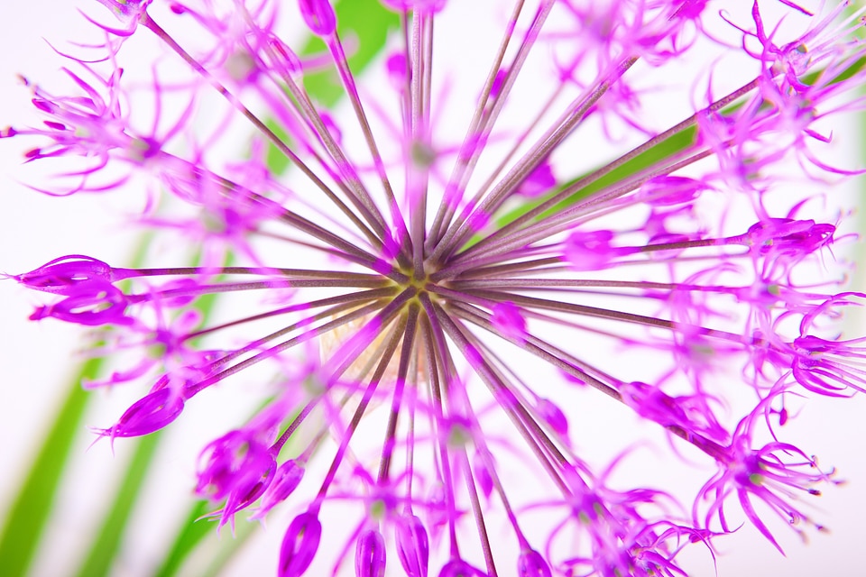 Flowers spring flower tree