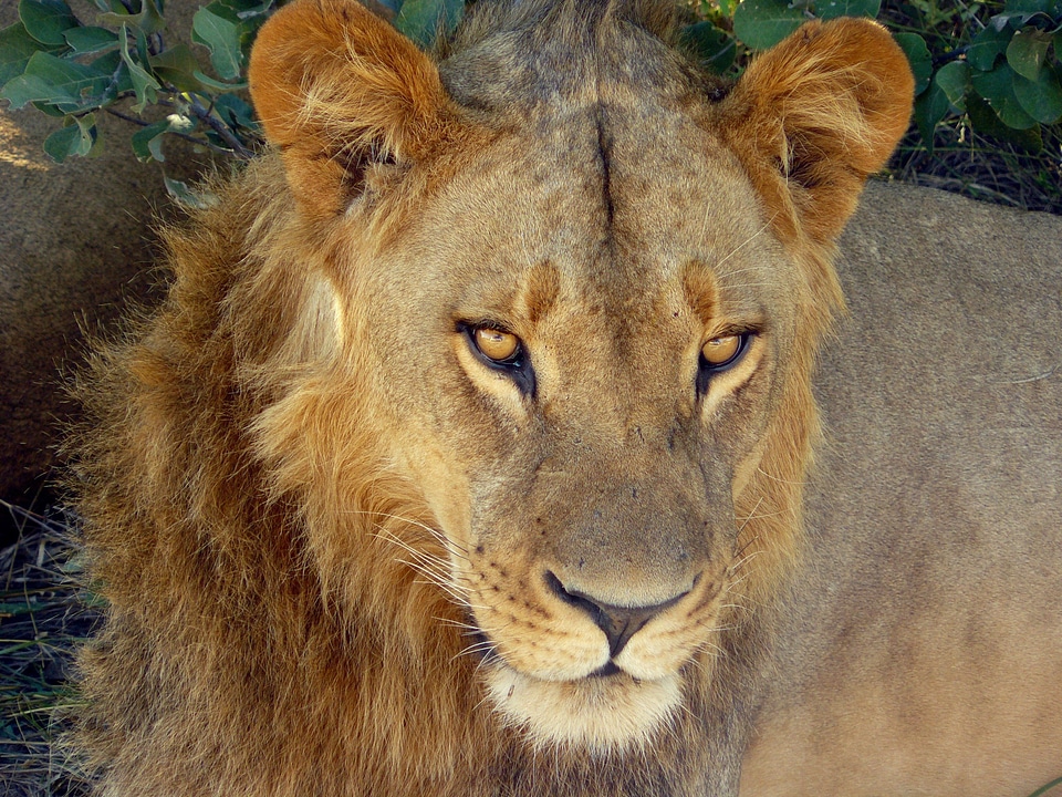 Big cat head portrait