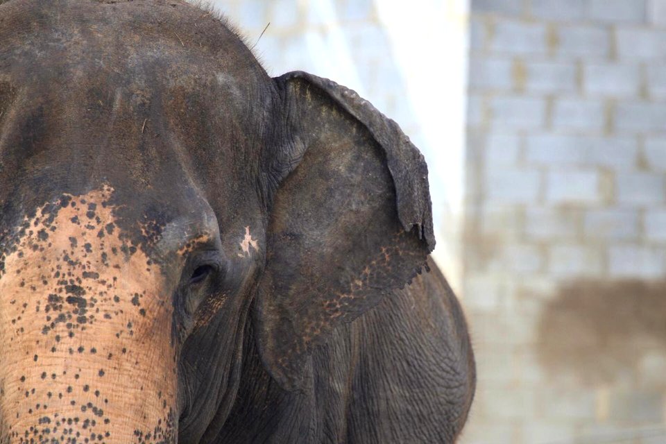 Face rosada com machinhas de Rana na Fazenda Boa Luz em Aracaju (SE)