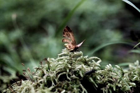 Butterfly photo