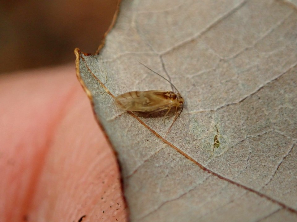 Valenzuela flavidus
