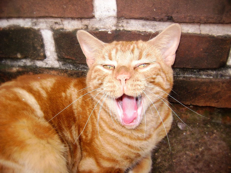 Language animal yawn
