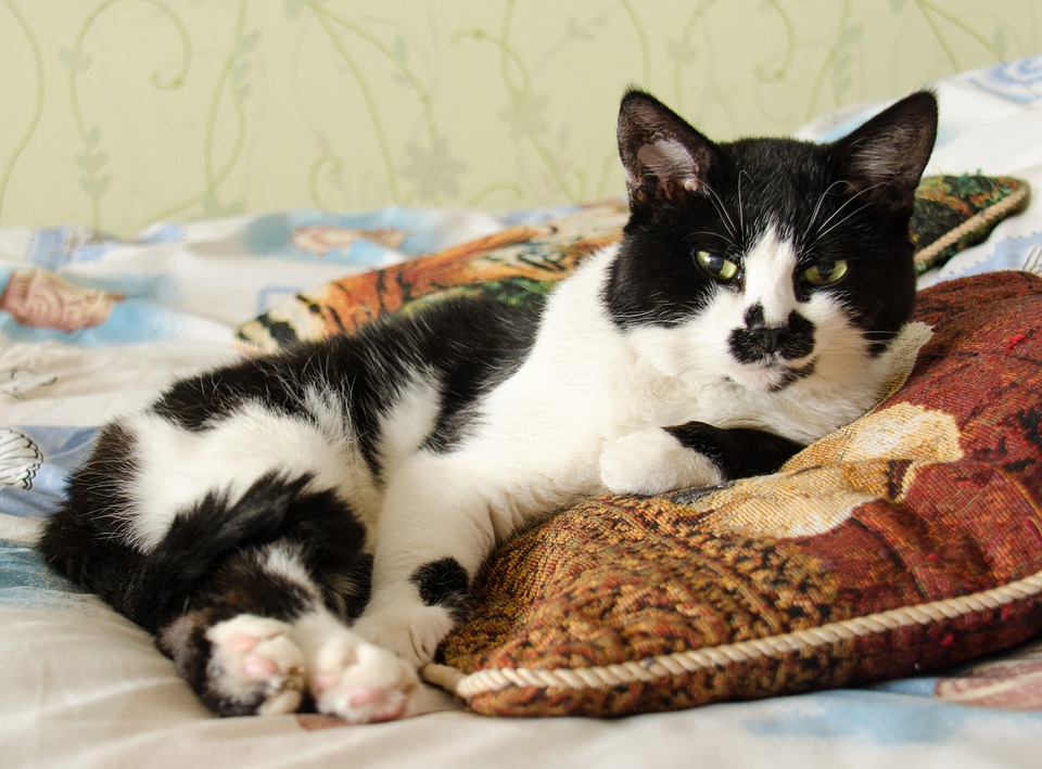 Cute black and white cat view