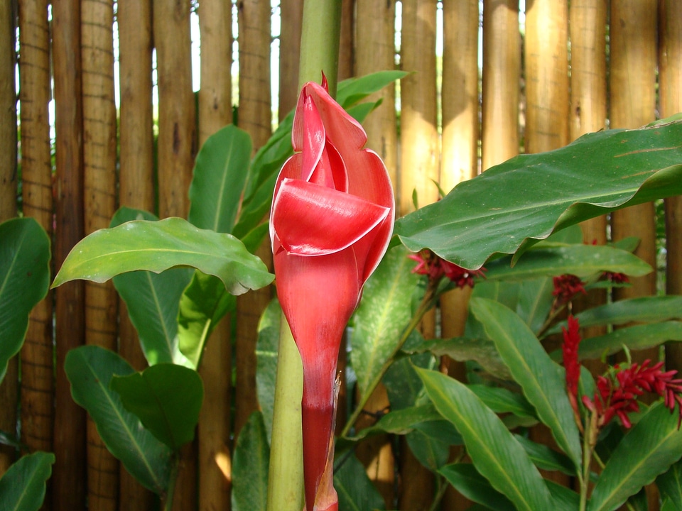 Flower mata atlantica nature