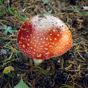 Amanita muscaria photo