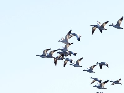 Snow Geese Flight photo