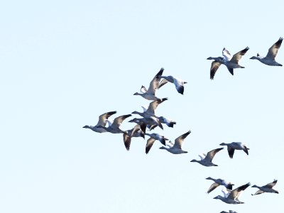 Snow Geese Flight