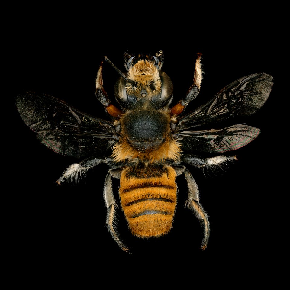 Megachile bicolor male