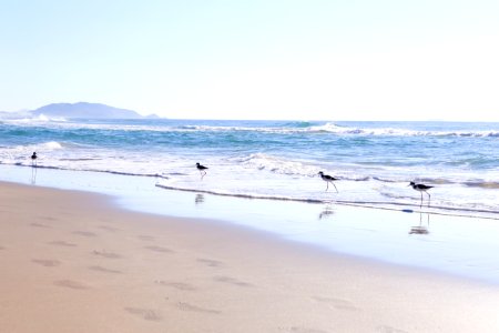 DanielVianna Praia do Campeche Florianopolis SC
