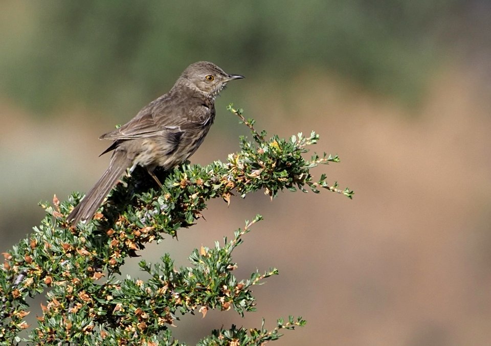 Sage Thrasher 2 crop close
