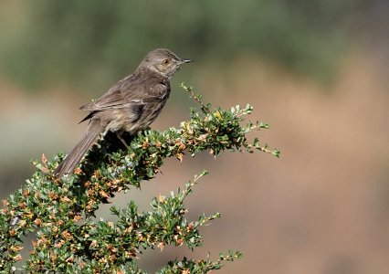 Sage Thrasher 2 crop close