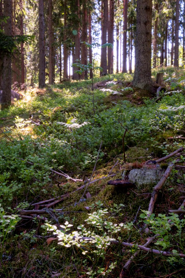 Forest scenery