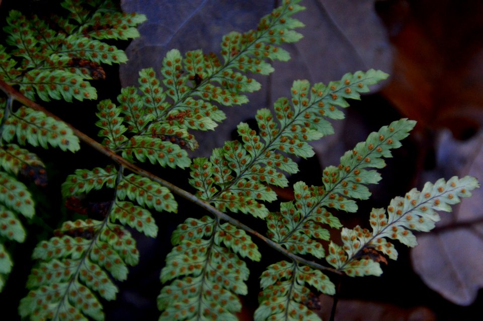 Dryopteris aemula (Hay-scented buckler fern)