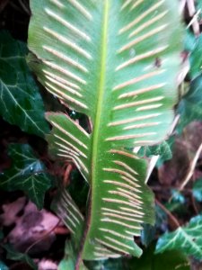Asplenium scolopendrium (Hart's-tongue fern)
