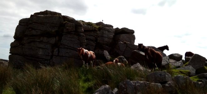 IMG 20200910 113945   Dartmoor Ponies, Perambulation Marker Point ( Excalibur / Cobra Legend ) , South Hessary Tor, Princetown, Dartmoor National Park, Devon, UK
