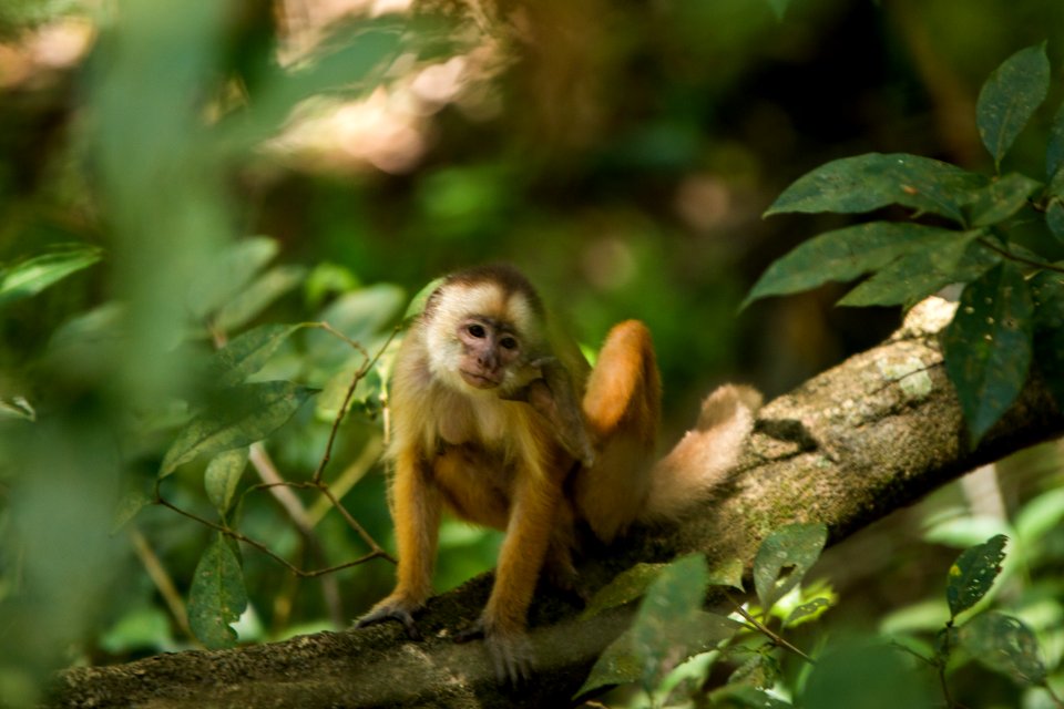 AnaClaudiaJatahy Macaco Instituto Mamirauá Tefe AM OK