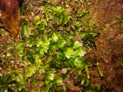 Hookeria lucens (Shining hookeria)