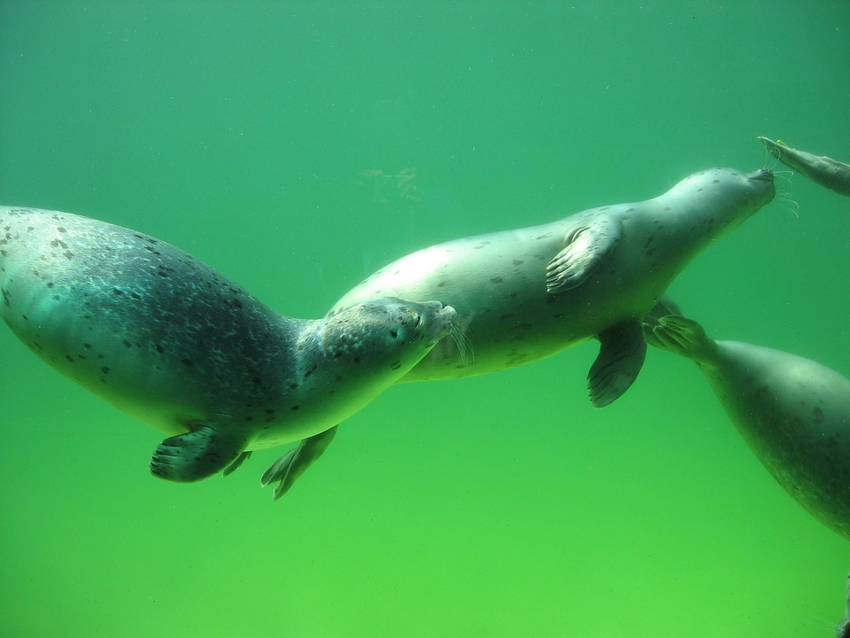 Meeresbewohner water creature north sea