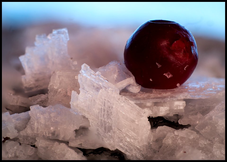 Lingonberry +  sea salt