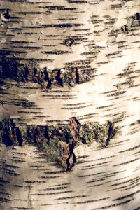 Bark photo