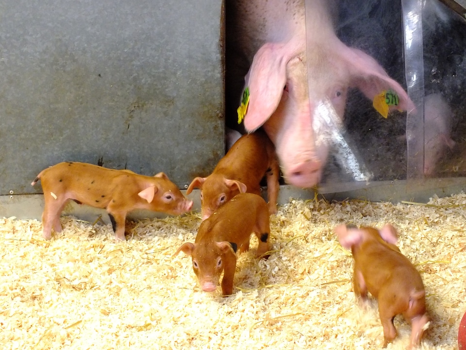Farm mammal domestic