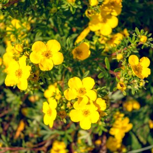 Yellow flowers photo