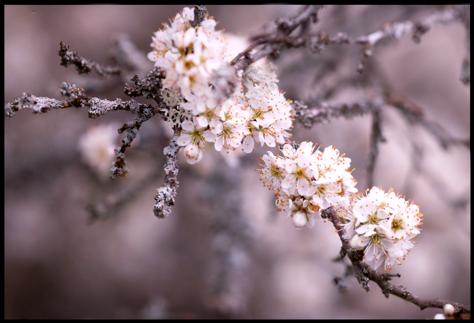 Blackthorn flowers