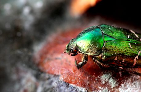 Green Rose Chafer