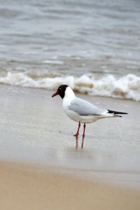 Seagull on the beach photo