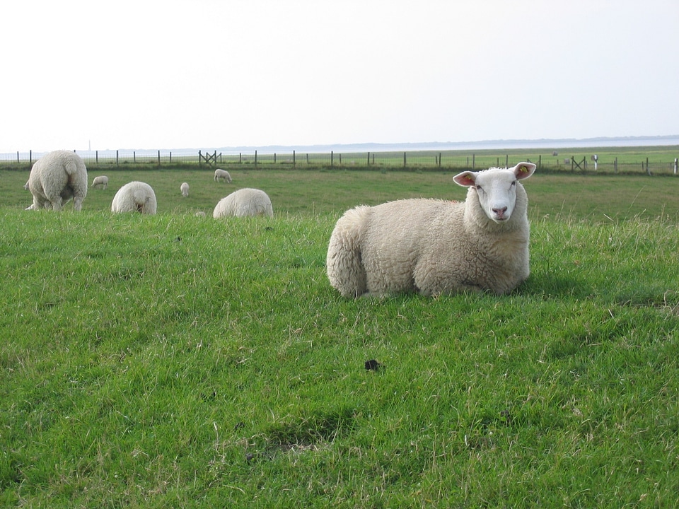 Deichschaf north sea sheep