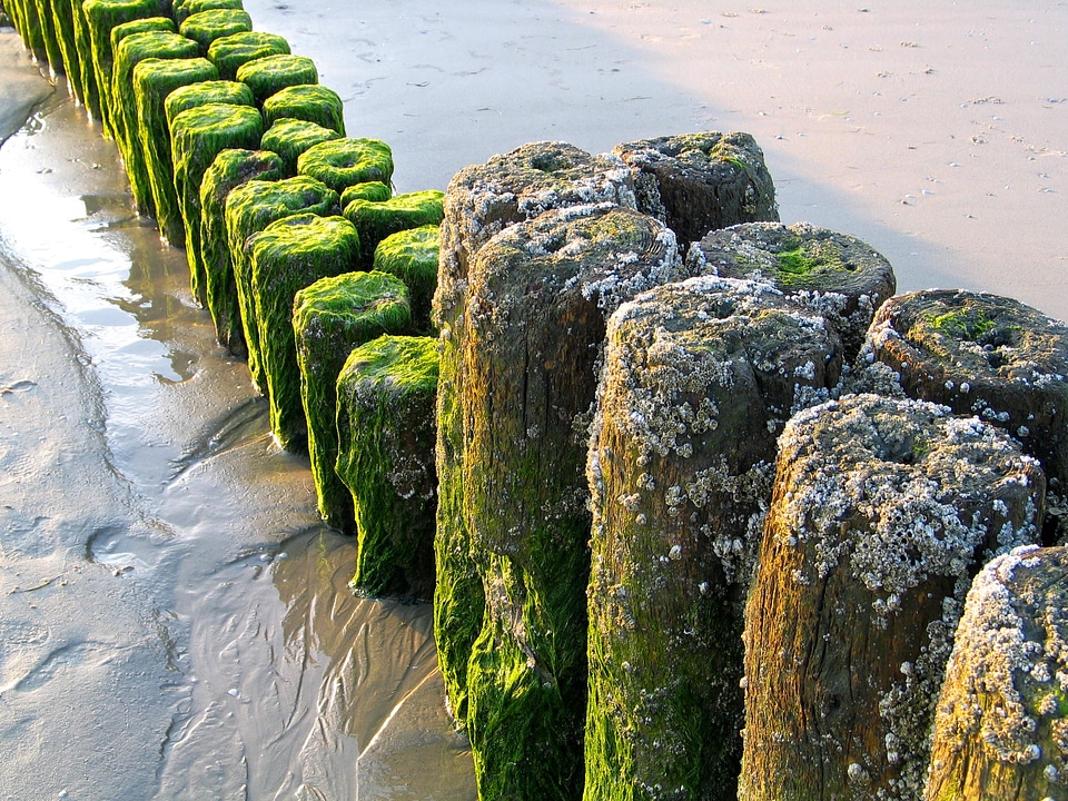 Groynes nordfriesland beach