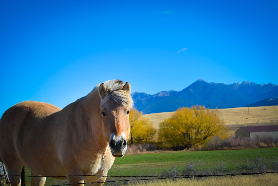 Horse mountain range montana country