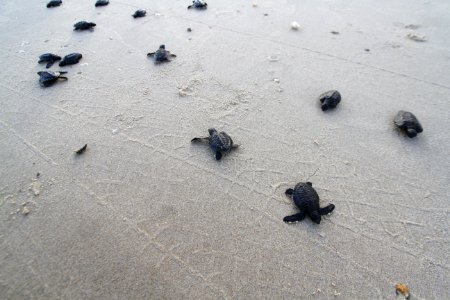 Cleverton Ribeiro Oceanario Aracaju SE