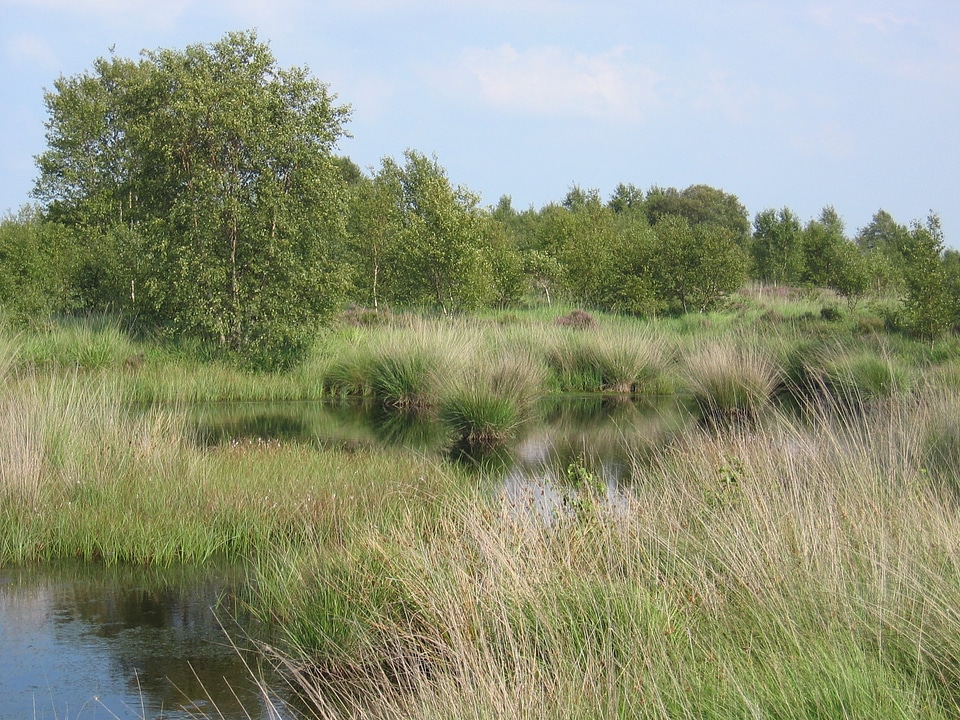 Swamp grasses wetland