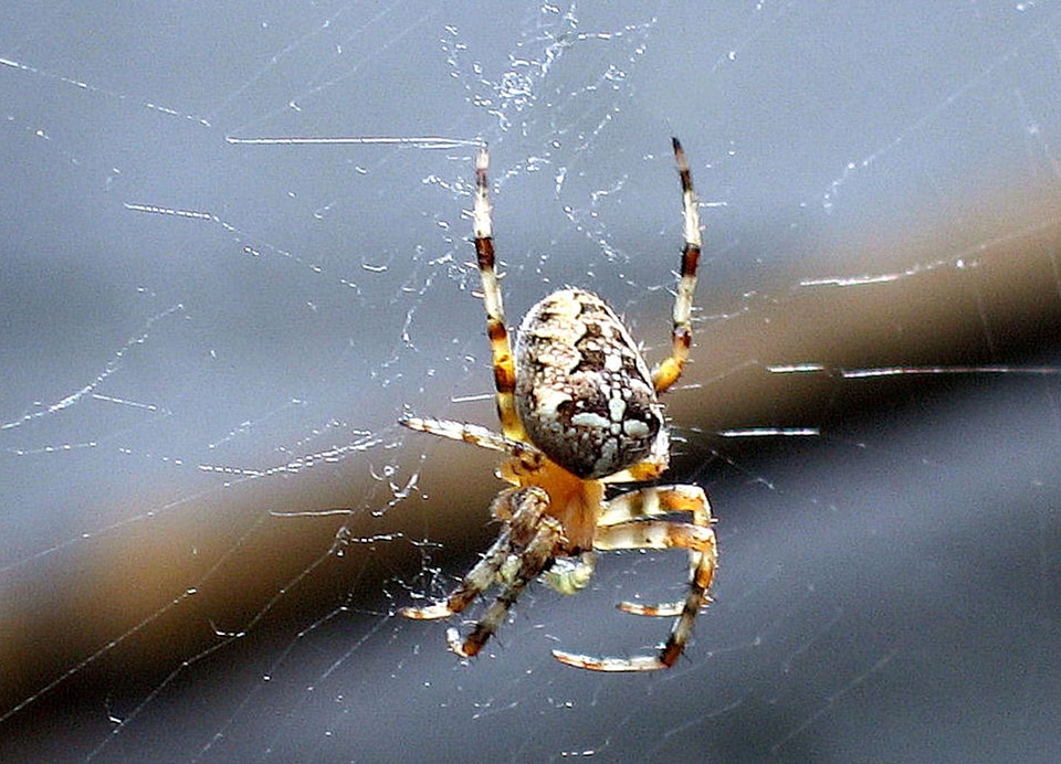 Arachnida bug garden spider