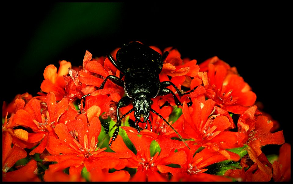 Carabidae on a Lychnis Chalcedonica