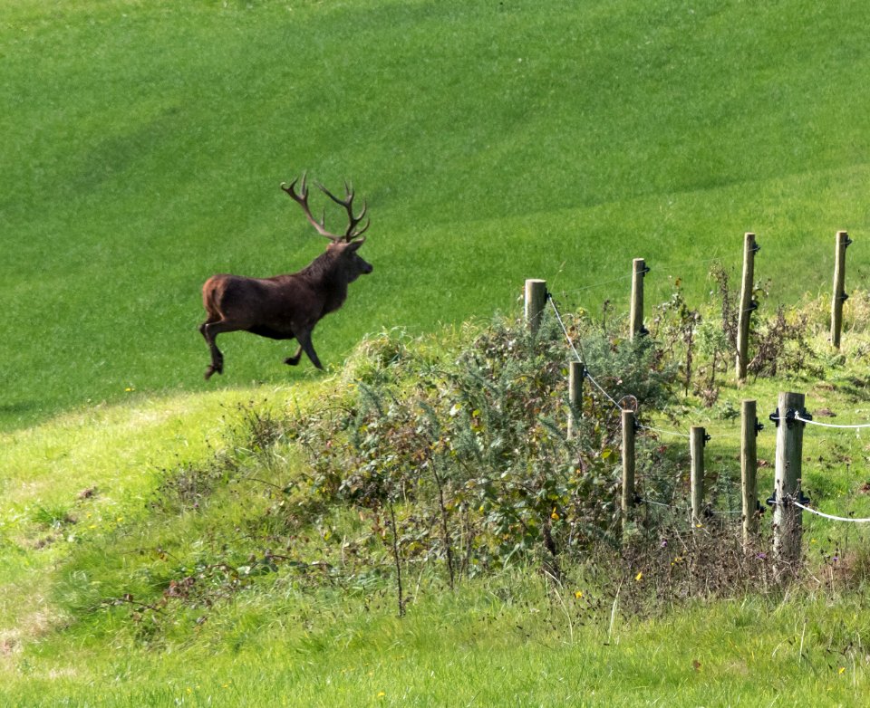 Red Deer 02 10 2019-4