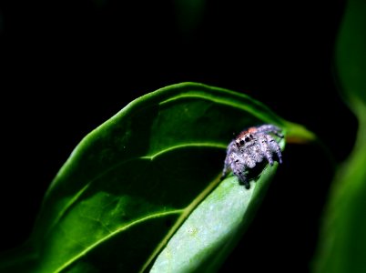 Ragno Salticidae / Jumping Spider