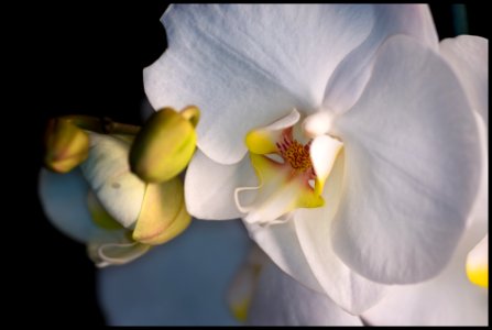 Phalaenopsis photo