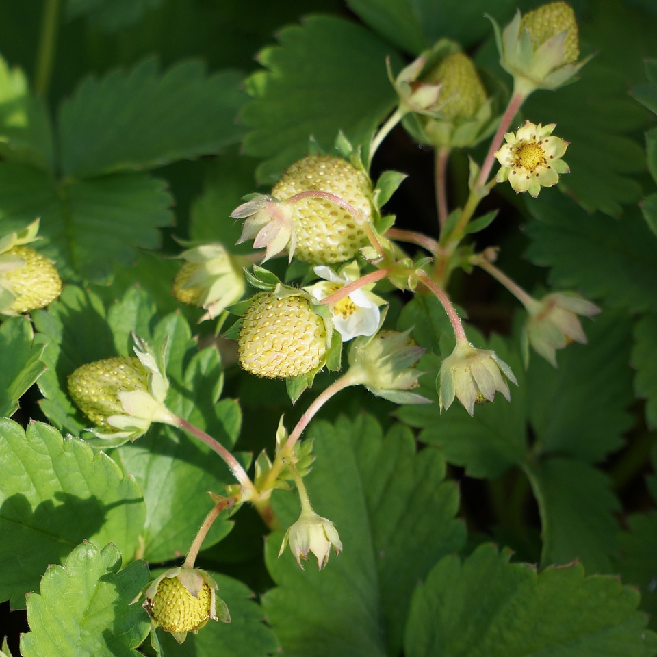Green maturing berry