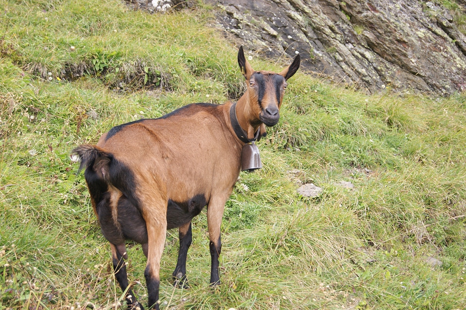 Pasture animal rock
