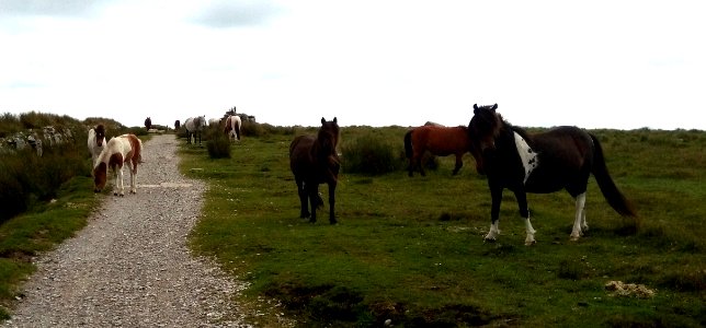 IMG 20200719 144510  Dartmoor Ponies, South Hessary Tor, Princetown, Dartmoor National Park, Devon, UK