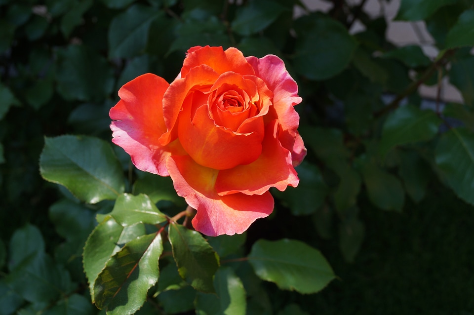 Bloom rose albrecht d�?rer