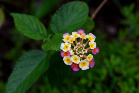 馬櫻丹 Lantana camara