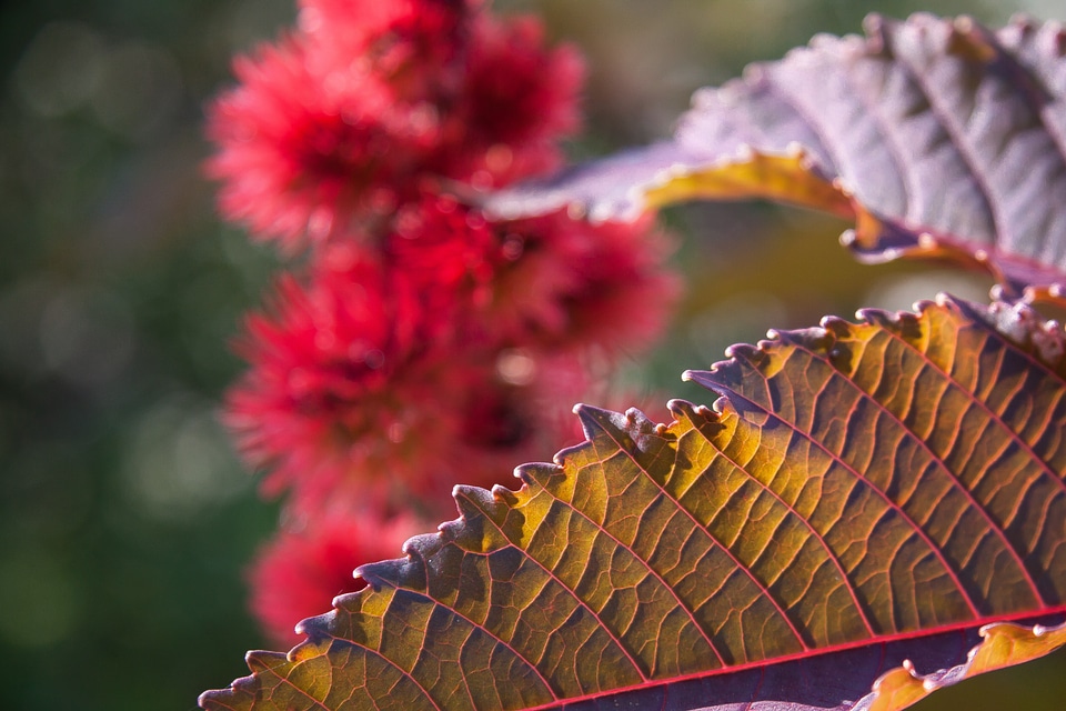 Euphorbiaceae macro leaf