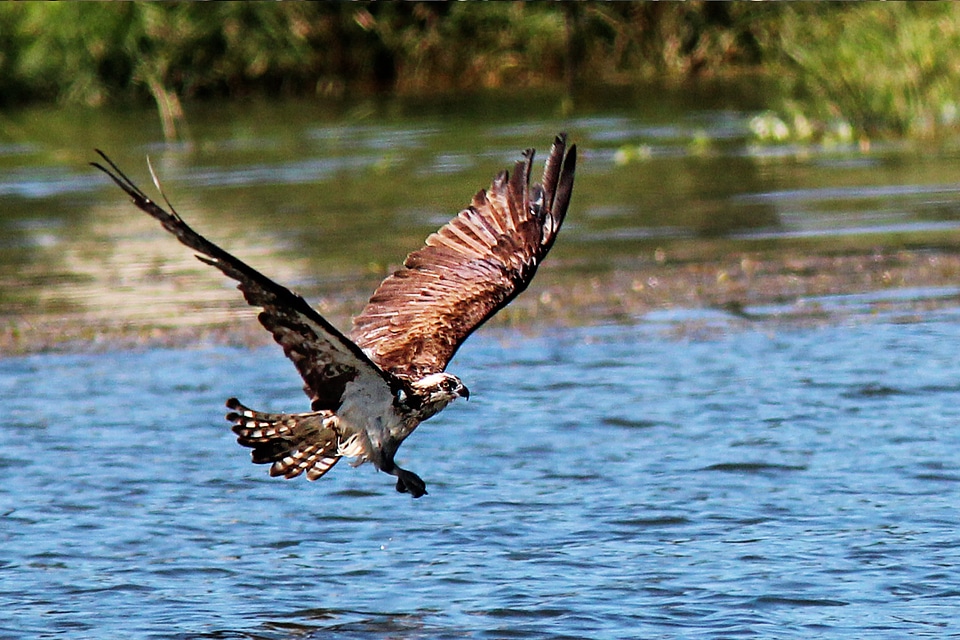 Lake water bird