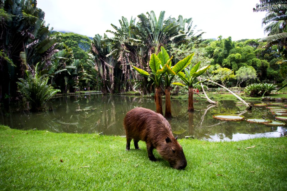 BrunaPrado JardimBotanico Rio de Janeiro RJ