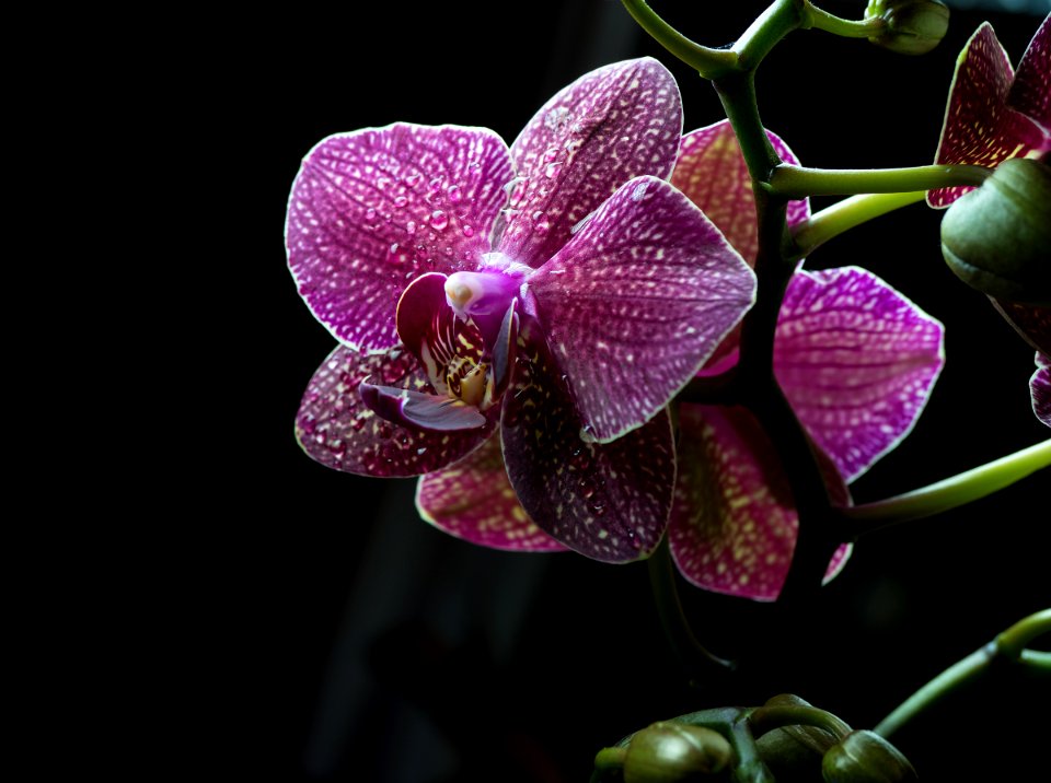 Phalaenopsis II